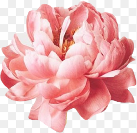 Tags Pink Flower for Edits Hd Png