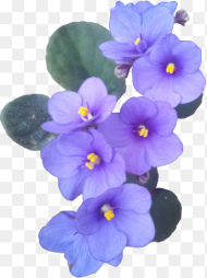 Single African Violet Flower Hd Png