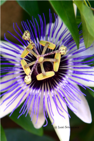 Passion Flower Cross Christ Png HD