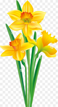 Flower Png Vector Clipart Daffodil Flower Clip Art