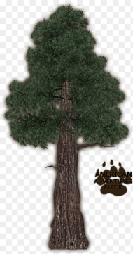 Redwoodcoast Jimmyzhoopz Mexican Pinyon Hd Png Download