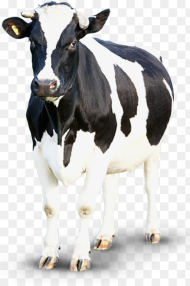 Clipart Transparent Background Cow Hd Png Download