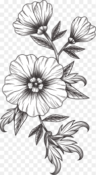Black and White Flower Hd Png