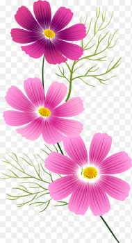 Transparent Cosmos Flowers Png Download