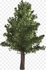Tree Evergreen Isolated Pine Spruce Redwood Realistic Tree