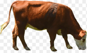 Download Cow Png Transparent Image   Cow