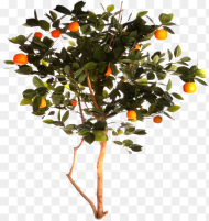 Arbre D Orange tree Png, Transparent  Arbre de tree Png