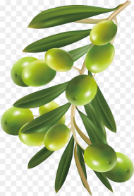 Olive Olive Tree Png Transparent Png