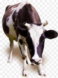 Milk Cow Png Cow Running Png Transparent Png