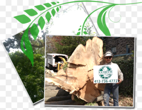 Stump Removal Tree Hd Png Download