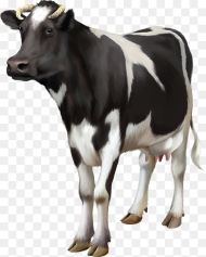 Cows Png Transparent Png 