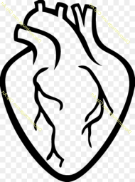 Transparent Realistic Heart Clipart Real Heart Shape Outline