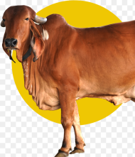 Desi Cow A Milk Ghee Dairy Farm In