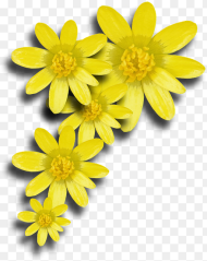 Yellow Flowers Png v Yellow Spring Flower Png