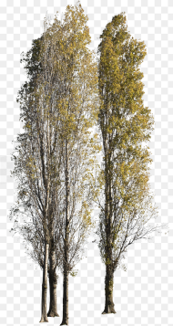 Black Poplar Tree Png Transparent Png