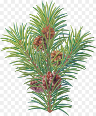 Pine Tree Branch Branch Christmas Tree Png Transparent