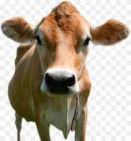 Transparent Cow Head Png Download