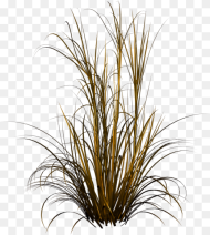 Grass Plant Transparent Background Hd Png Download