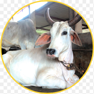 Cow Clipart Cow Indian Indian Cow Images Hd