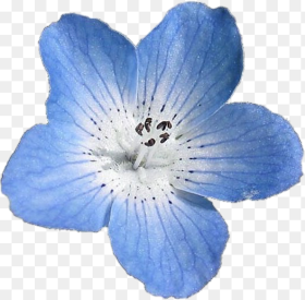 Light Blue Flower Png Transparent
