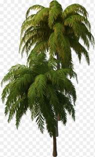 Transparent Tropical Tree Png Tropical Tree Png