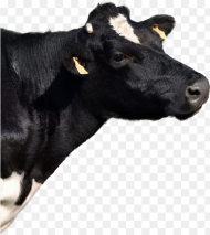 Dairy Cow Hd Png Download 