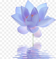 Nelumbo Nucifera Egyptian Lotus Flower Blue Lilium Closed
