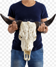 Carved Cow Skull Xl Horns Mandala Bull Skull