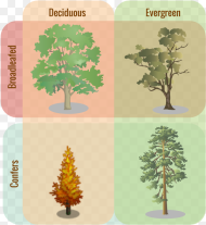 Tree Classifications Deciduous vs Evergreen Trees Hd Png