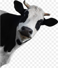 Funny Cow No Background Hd Png Download