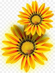 Yellow Flower Yellow Png Isolated Flor Amarilla En
