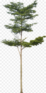 Architecture Tree Png Transparent Png