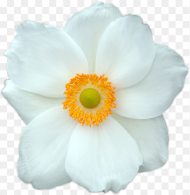 Very Beautiful White Flowers Hd Png