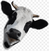 Cow Face Transparent Background Hd Png Download