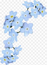 Forget Me Not Png Transparent Png