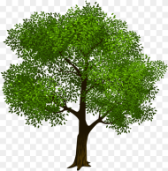 Tree Clipart Realistic Transparent Transparent Family Tree Clipart