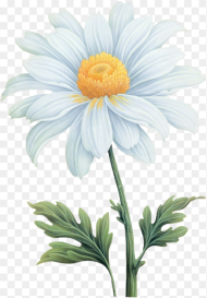 Common Daisy Flower Transvaal Daisy Daisy Flower Watercolor