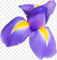 Clipart of Iris Flower Clip  Stock Purple