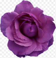 Purple Flower Clipart No Background Hd Png