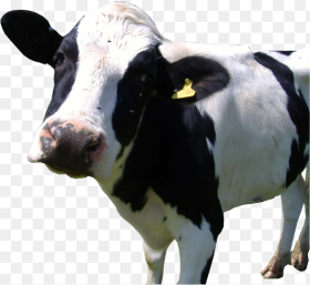 Holstein Png Transparent Png