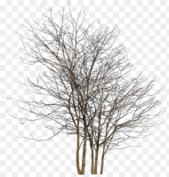 Winter Tree Group Png Transparent Png 