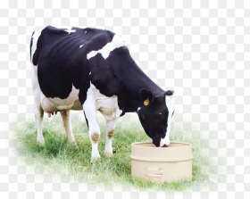 Feeding Directions Dairy Cow Dairy Cow Hd Png
