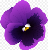 Violet Flower  Background Hd Png