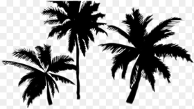 Palm Trees Transparent Background Hd Png Download
