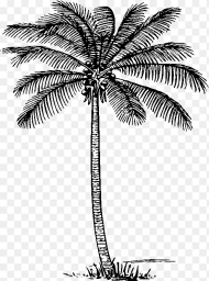 Collection of Coconut Clipart Black and White