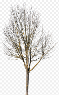 Deciduous Tree Photoshop Hd Png Download