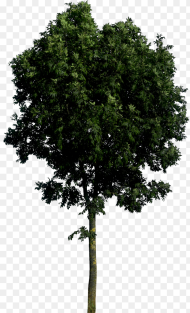 Tree Png Image Hd Tree Front View Png