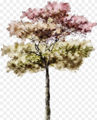 Architectural Rendering Watercolor Tree Png Transparent Png