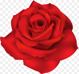 Rose Png  Single Flowers Png