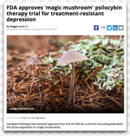 Psilocybin Fda Magic Mushrooms Growing in Cow Poop